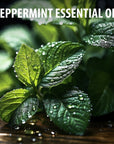 Kushty Peppermint Essential Oil