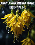 Kushty Ylang Ylang Essential Oil