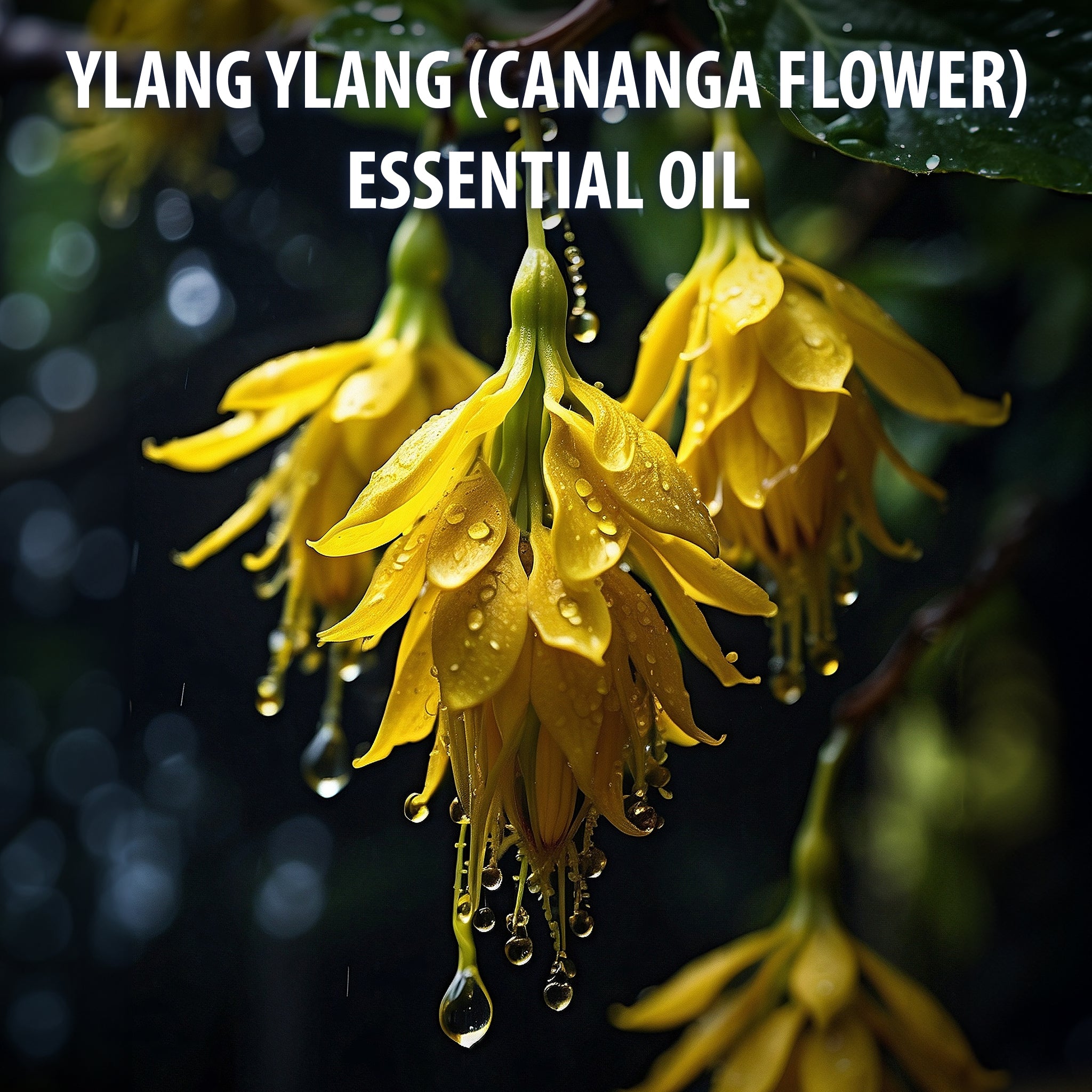 Kushty Ylang Ylang (Cananga Flower) Oil